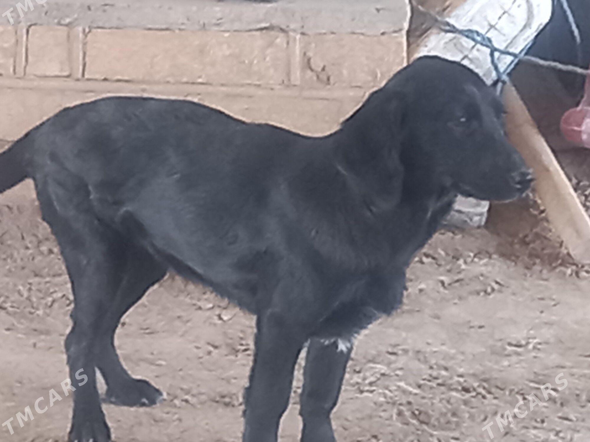 Yas  LOBRADOR  paroda - Oguz han - img 3