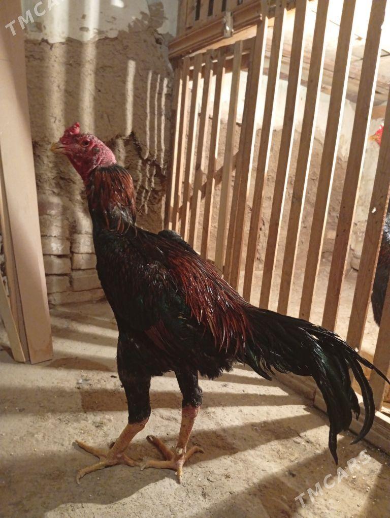 Horaz - Дашогуз - img 4