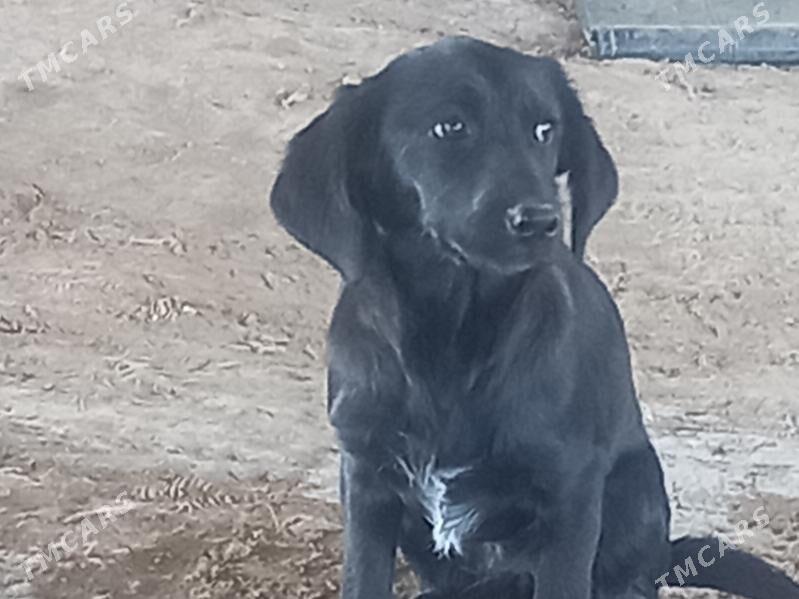 Yas  LOBRADOR  paroda - Oguz han - img 2