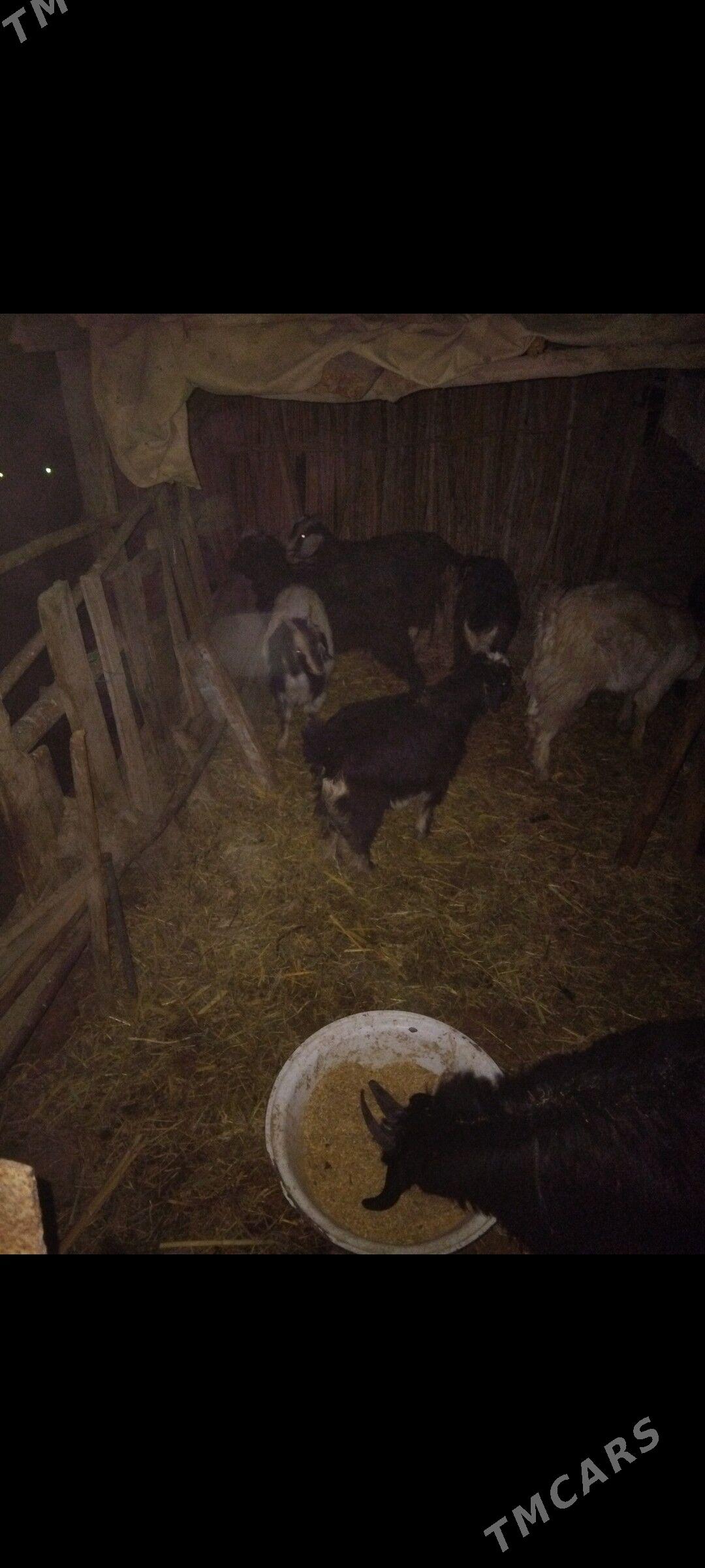 Çebis 5sany urkacy - Mary - img 2