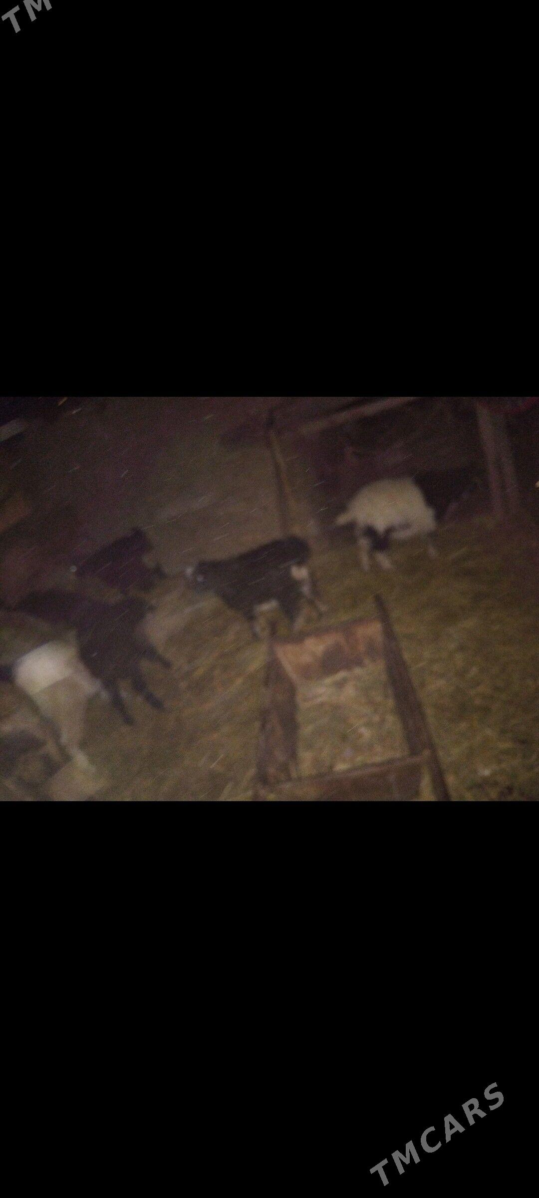 Çebis 5sany urkacy - Mary - img 4