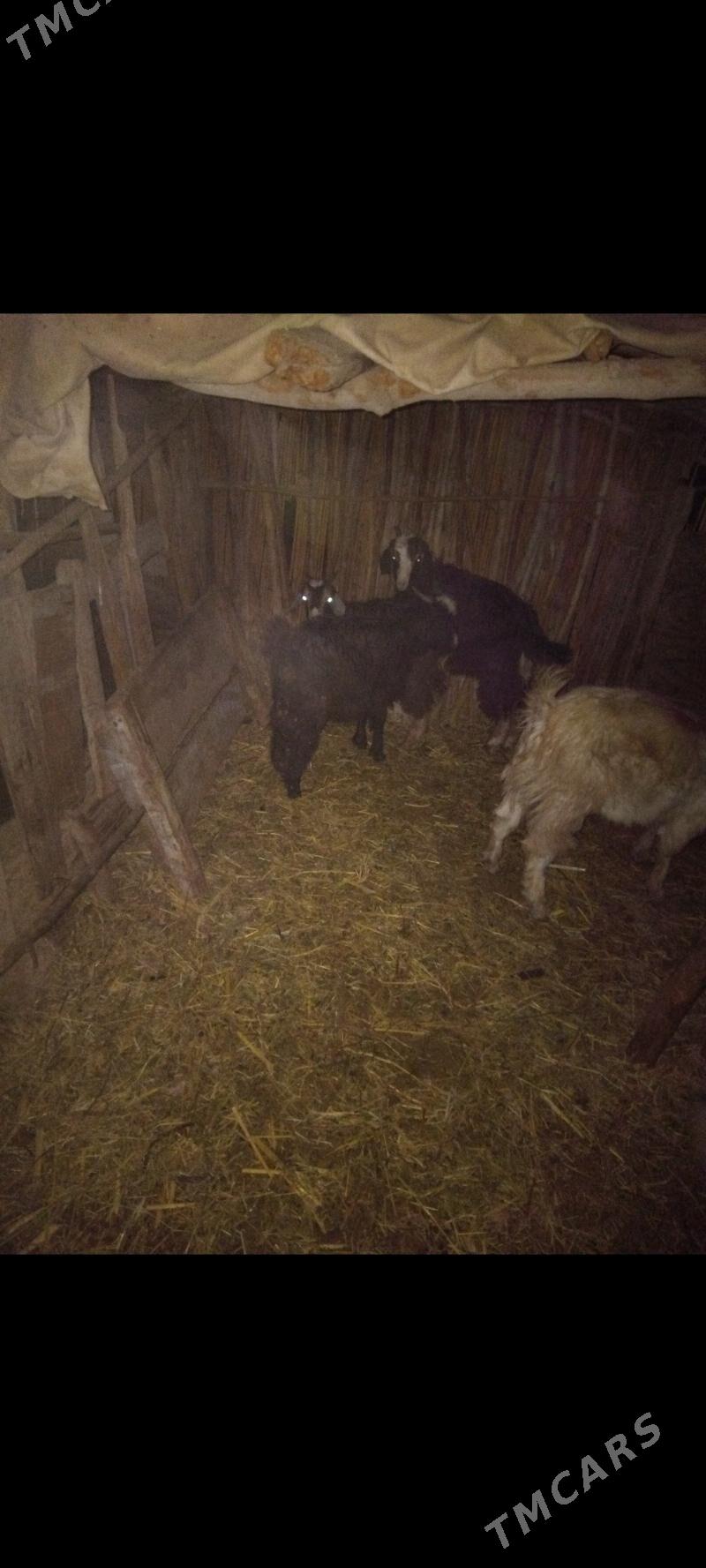 Çebis 5sany urkacy - Mary - img 3