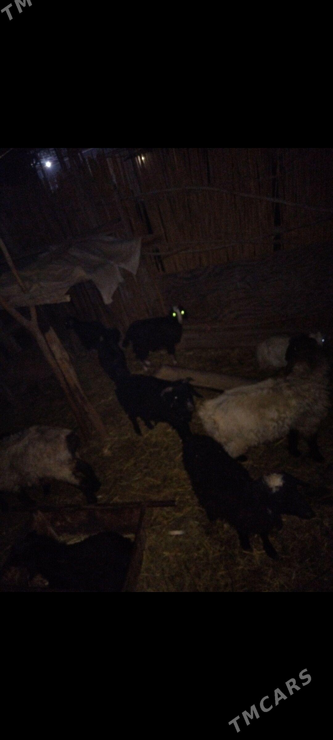 Çebis 5sany urkacy - Mary - img 6