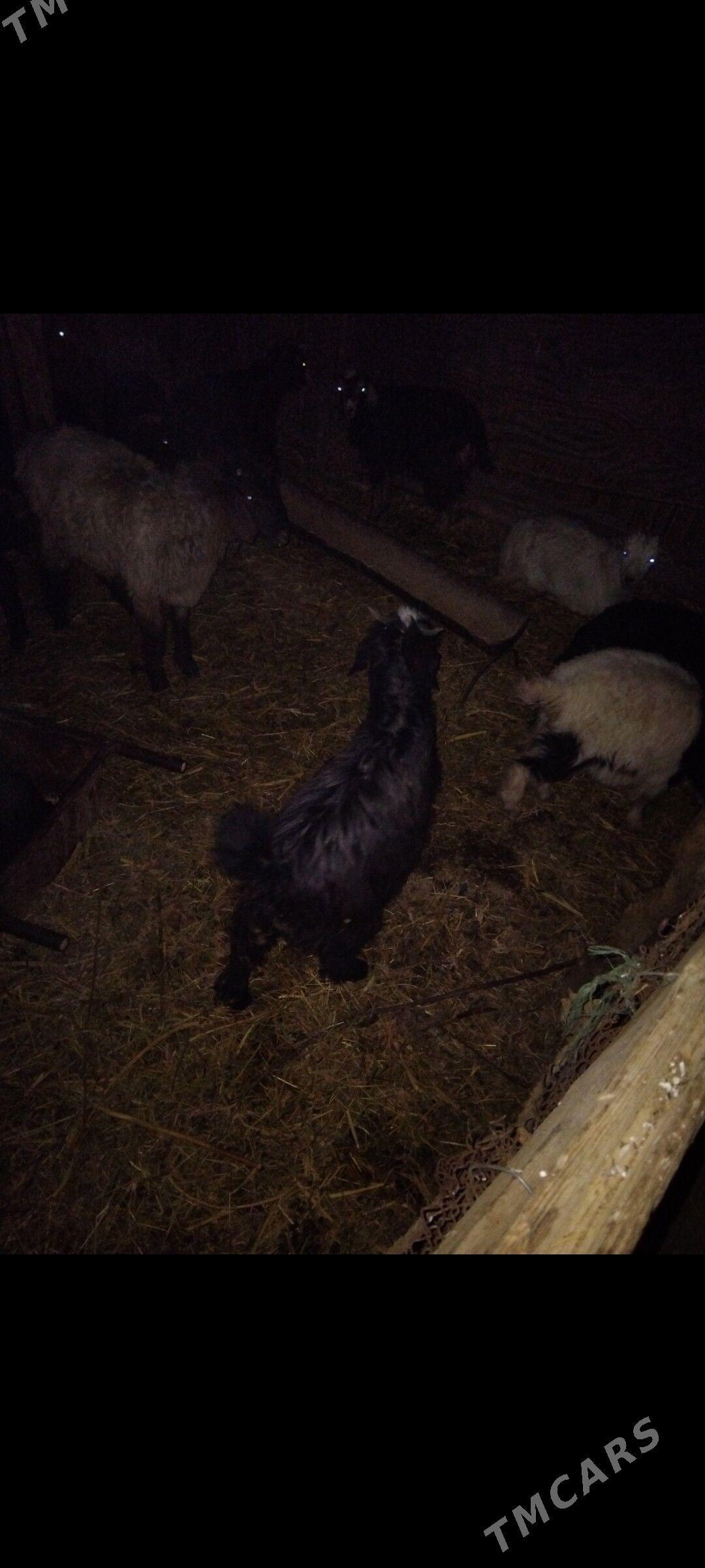 Çebis 5sany urkacy - Mary - img 5