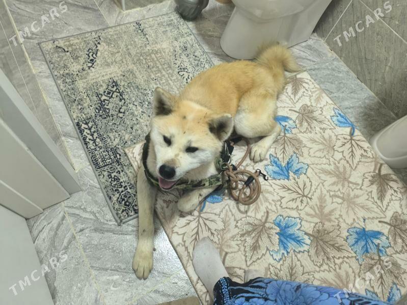 Хатико - Gurtly - img 3