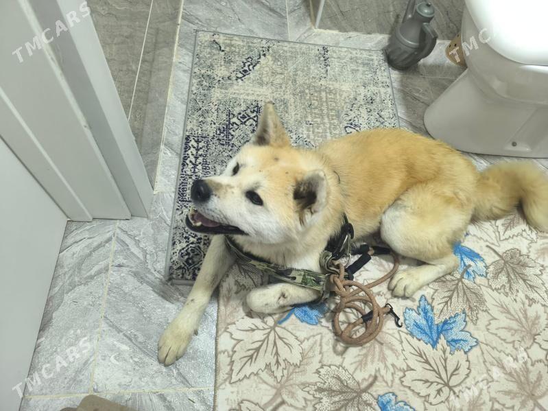 Хатико - Gurtly - img 2