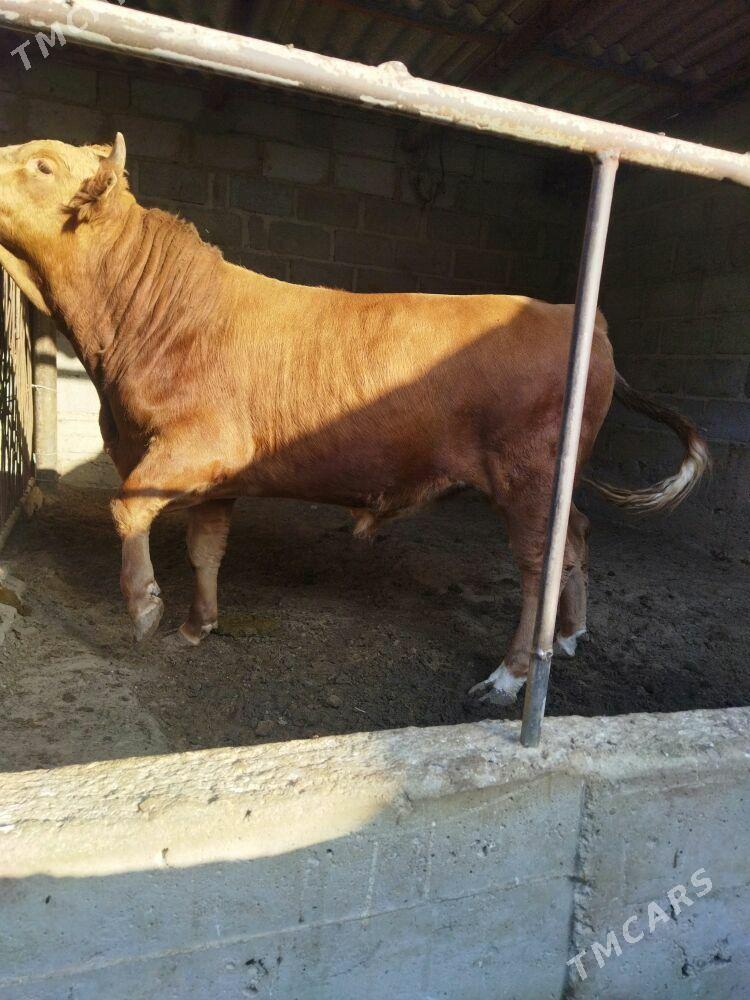 ОКУЗ - Гумдаг - img 3