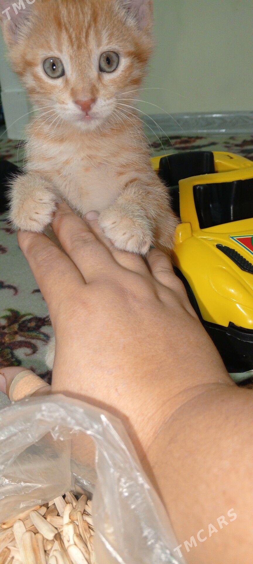 pişijek - Бузмеин ГРЭС - img 3