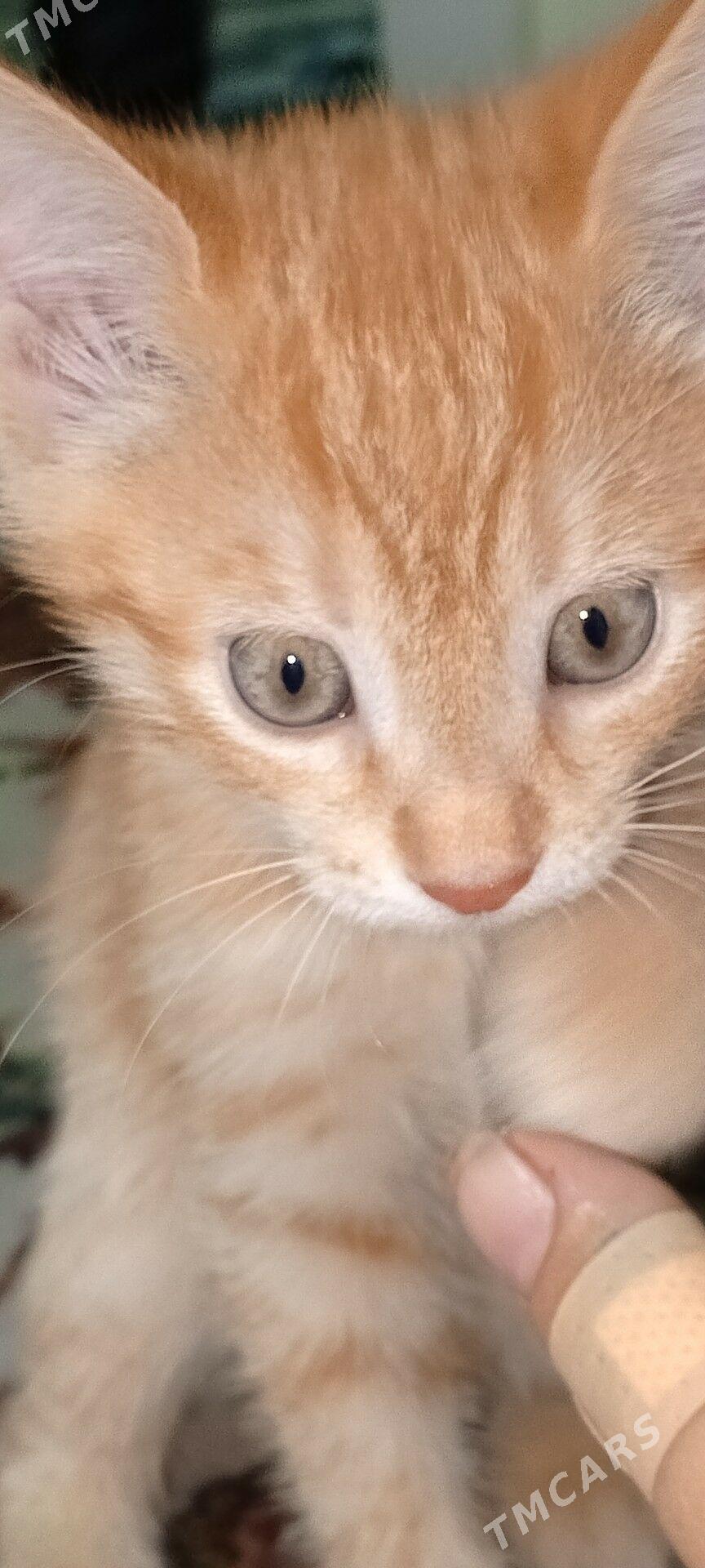 pişijek - Бузмеин ГРЭС - img 2