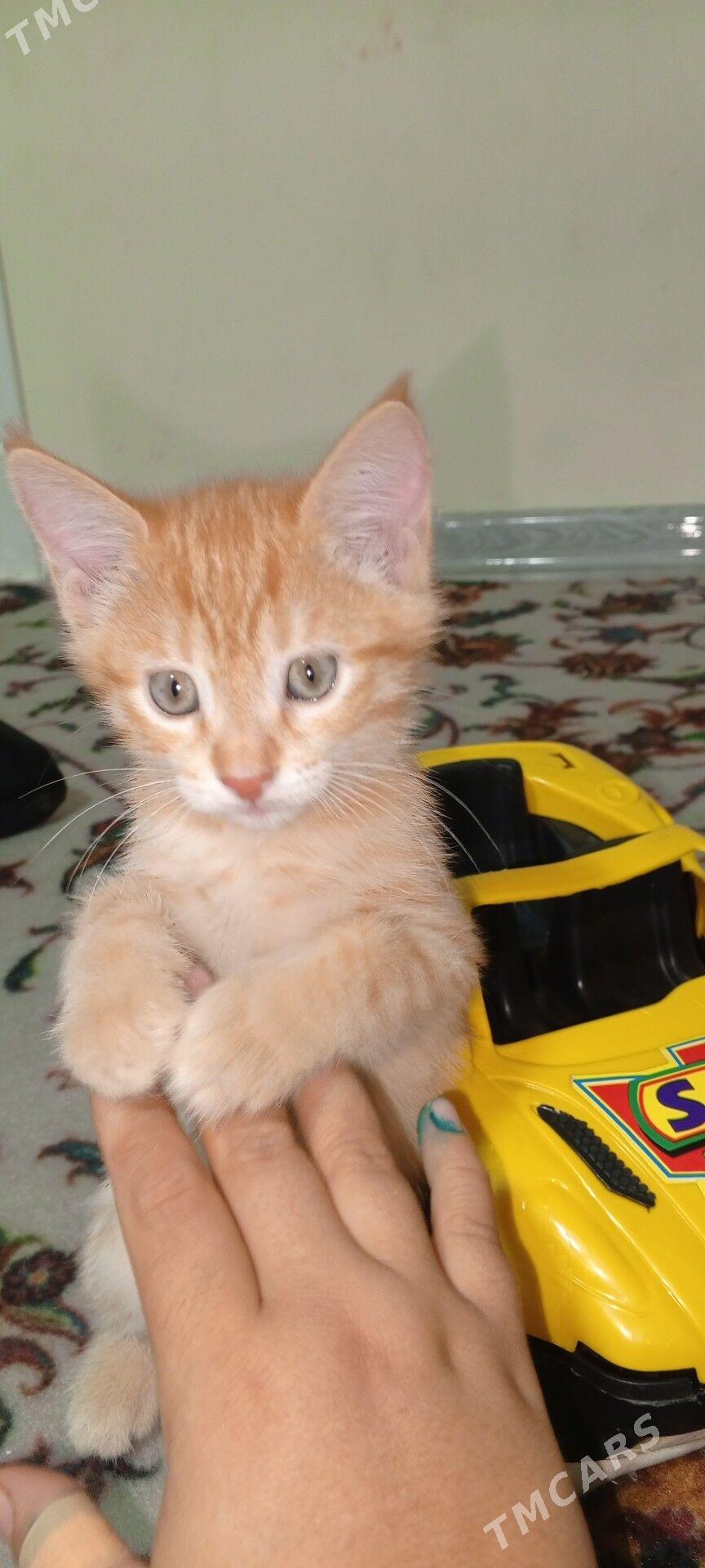 pişijek - Бузмеин ГРЭС - img 5