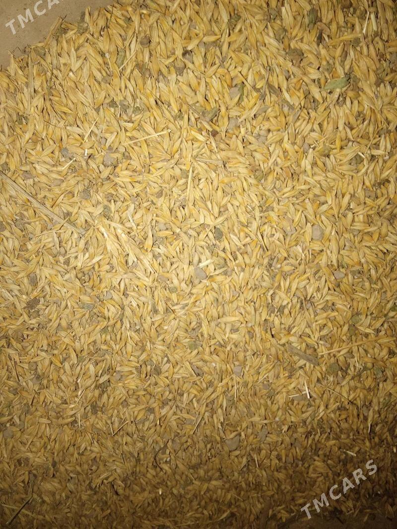 Arpa - Байрамали - img 2