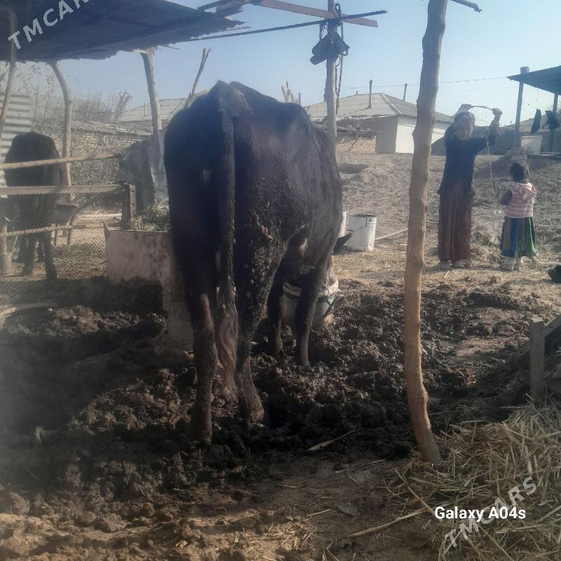 sygr - Babadaýhan - img 1