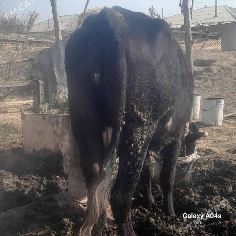 sygr - Babadaýhan - img 2