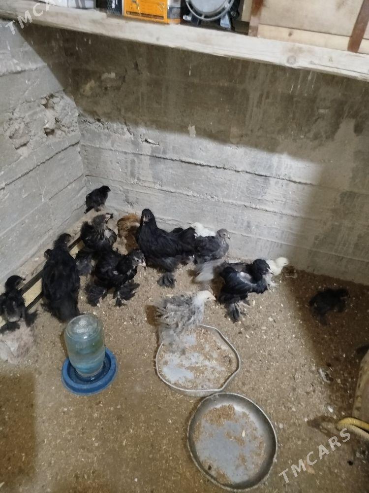 Byrama ĵüje - Гумдаг - img 2