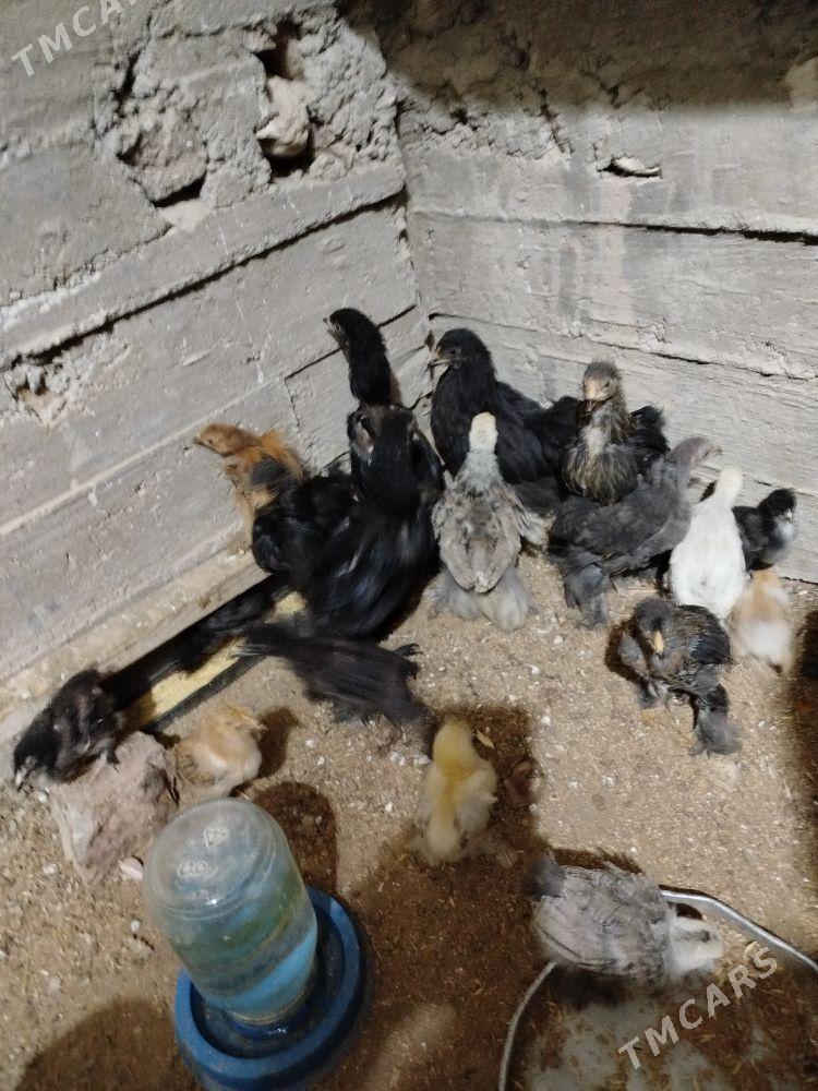 Byrama ĵüje - Гумдаг - img 3