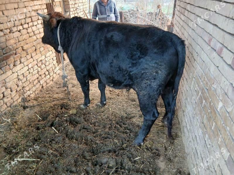 Bakylan oBakylan öküz - Tagtabazar - img 1