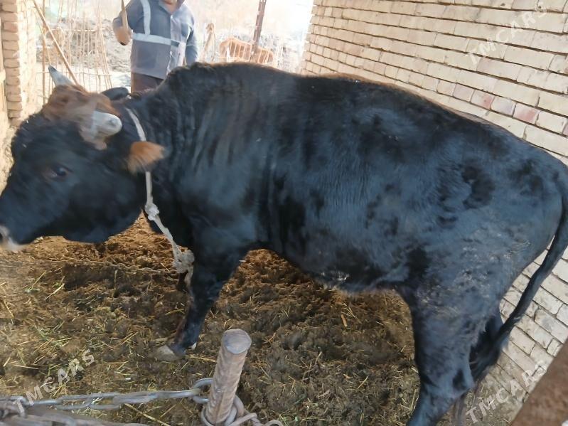 Bakylan oBakylan öküz - Tagtabazar - img 5