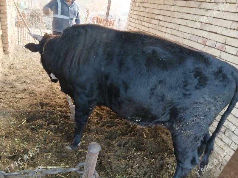 Bakylan oBakylan öküz - Tagtabazar - img 6