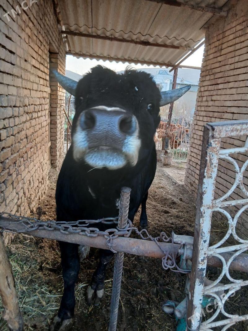 Bakylan oBakylan öküz - Tagtabazar - img 2