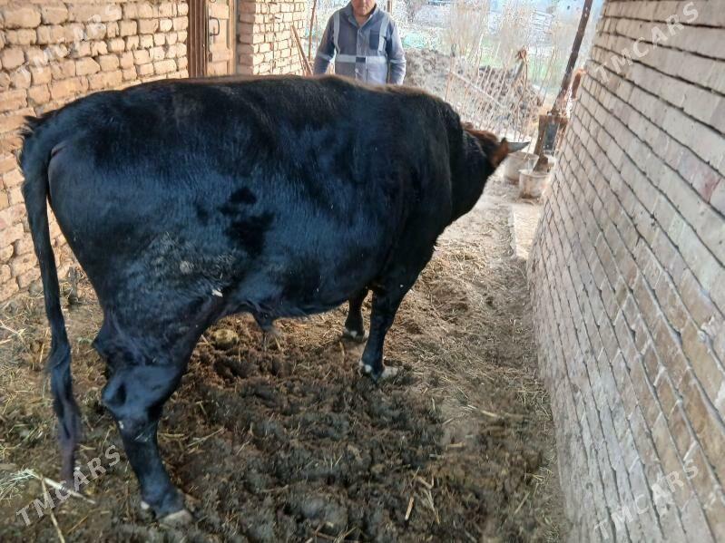 Bakylan oBakylan öküz - Tagtabazar - img 4