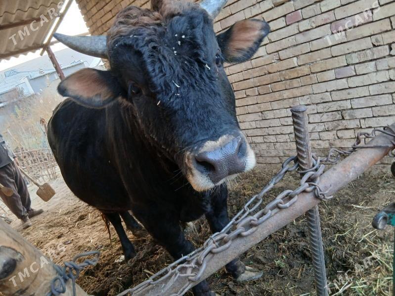 Bakylan oBakylan öküz - Tagtabazar - img 3