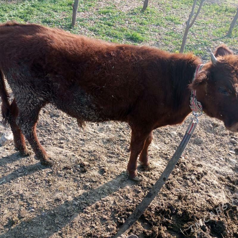 Окузчелер - Sakarçäge - img 6