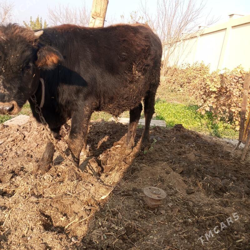 Окузчелер - Sakarçäge - img 2