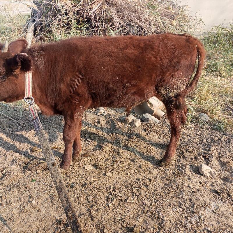 Окузчелер - Sakarçäge - img 4