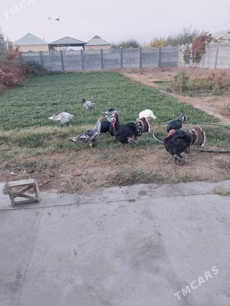 induk - Mary - img 2