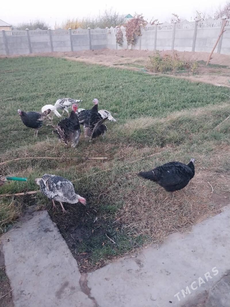 induk - Mary - img 3