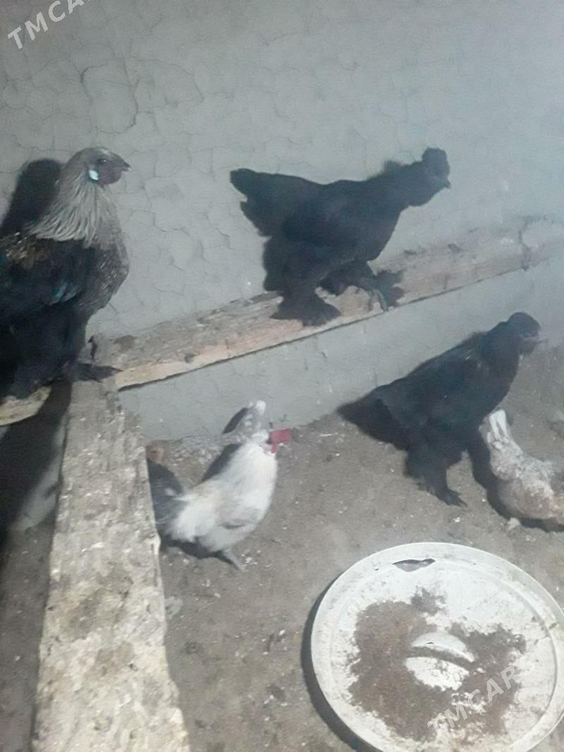 KARLIK - Бахарден - img 4