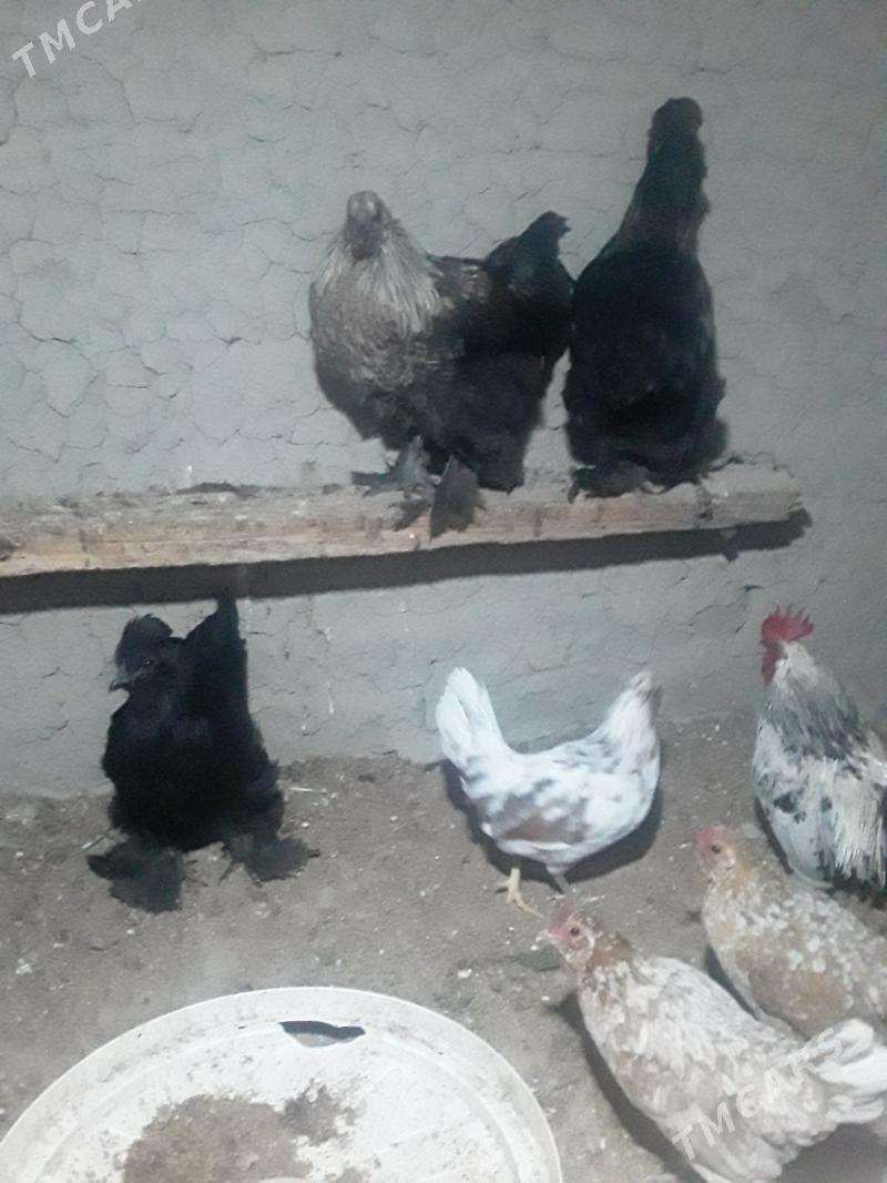 KARLIK - Бахарден - img 1