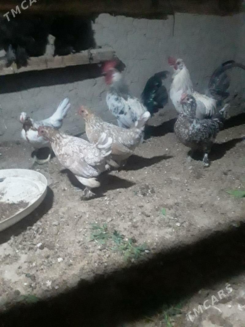 KARLIK - Бахарден - img 3