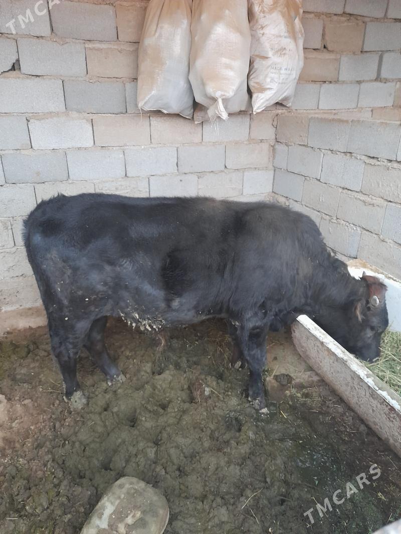 ōkuz - Esenguly - img 1