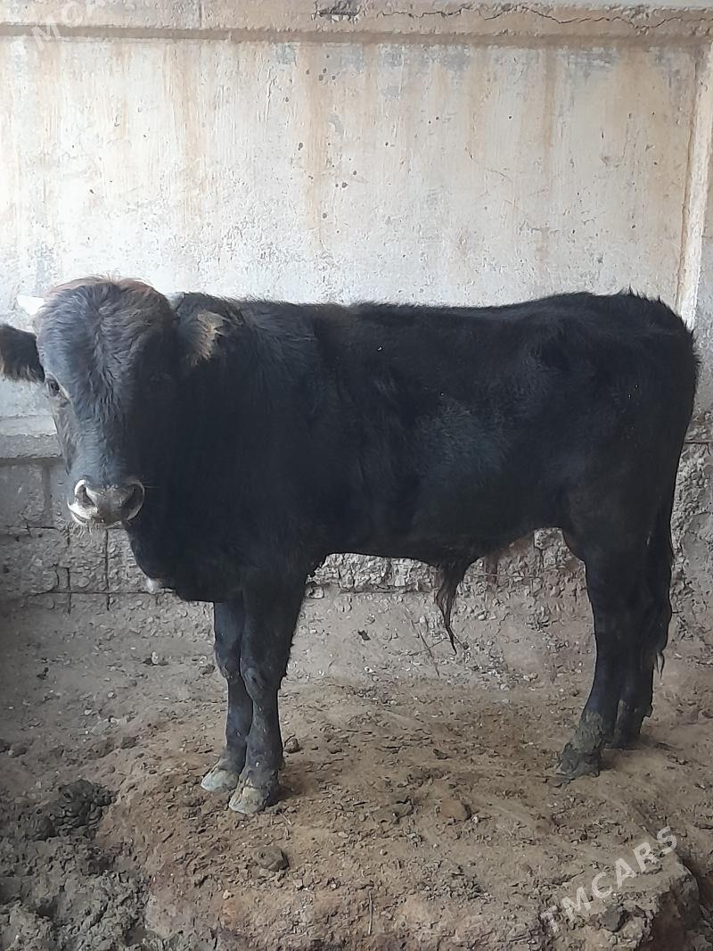 ōkuz - Esenguly - img 2