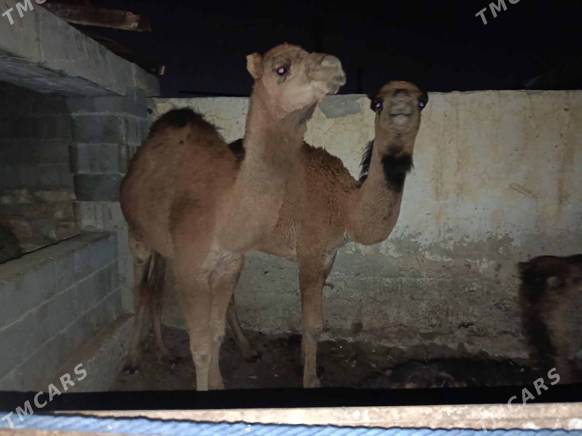 ogşyk  torum - Гызыларбат - img 3