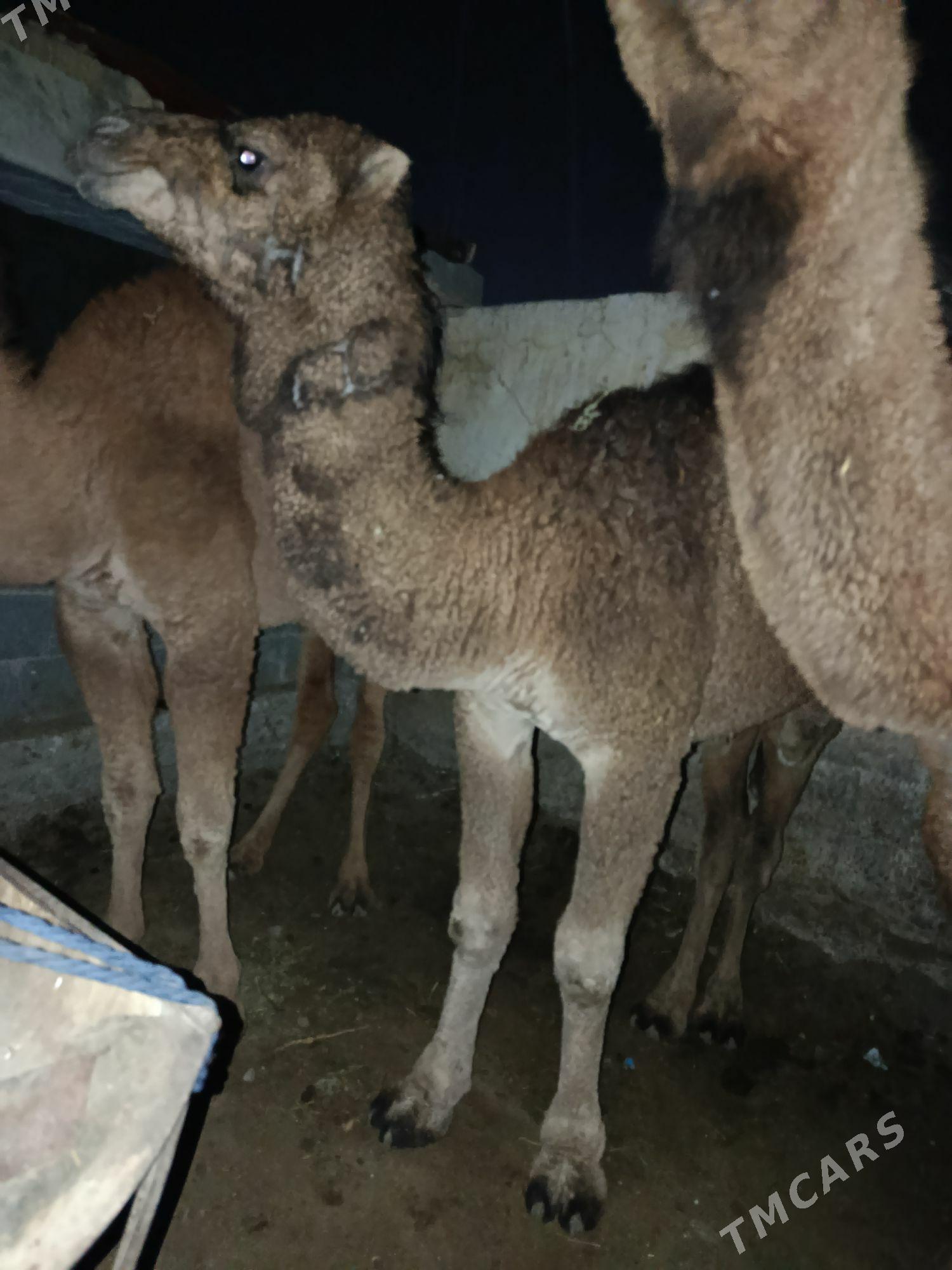 ogşyk  torum - Гызыларбат - img 2