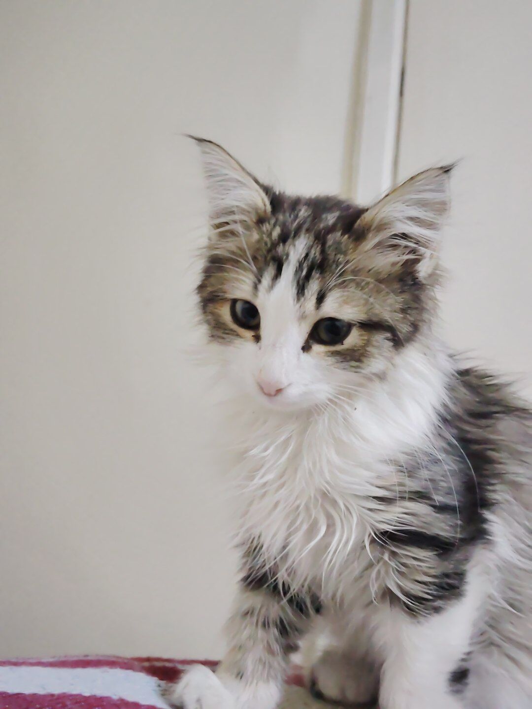 paroda garyşan pişijigim - Ашхабад - img 3