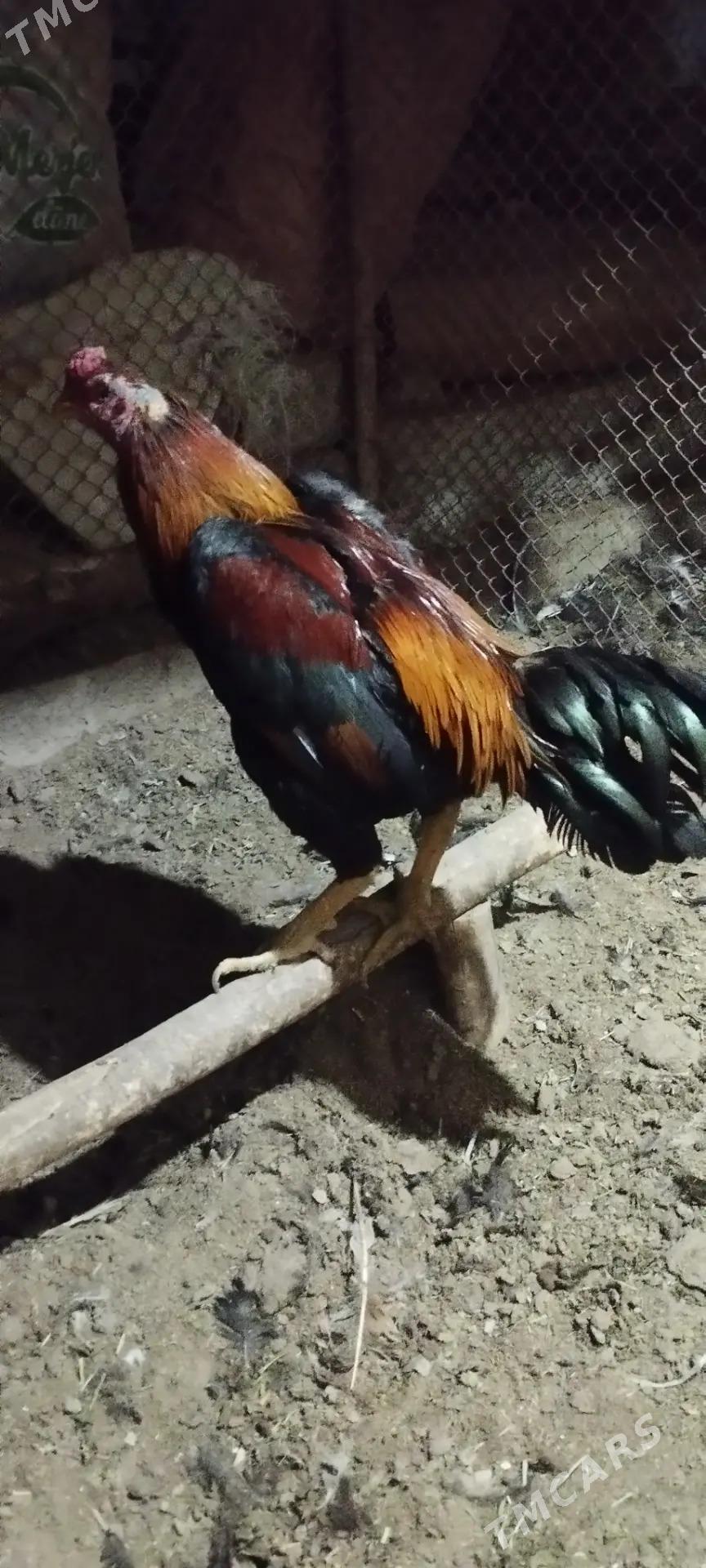 Baysok horaz - Мары - img 2