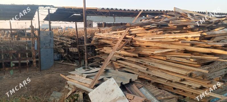 odunuk ağaç - Murgap - img 2