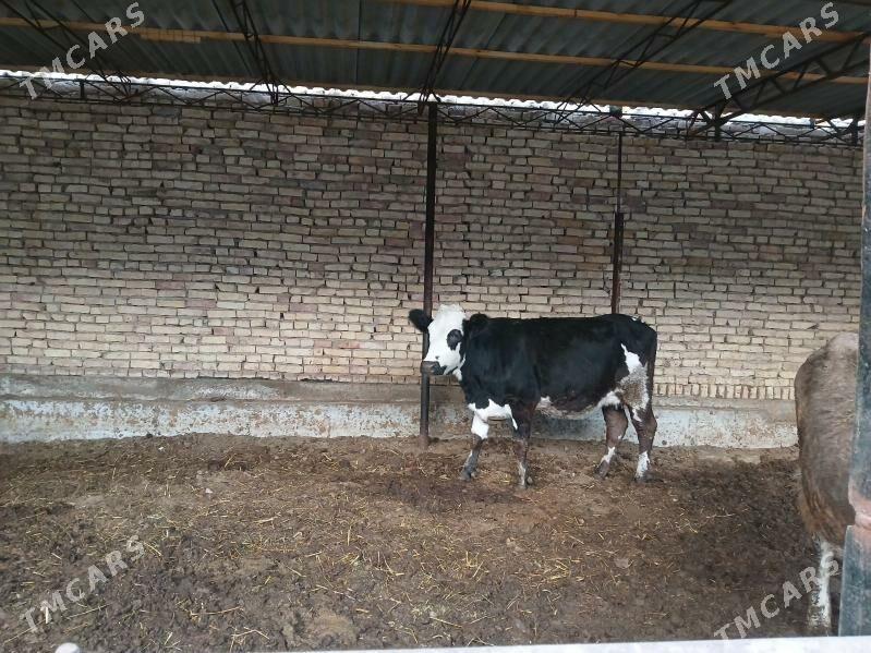 smental - Türkmenabat - img 4