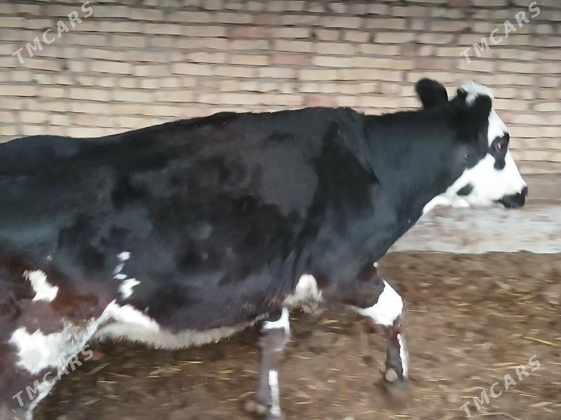 smental - Türkmenabat - img 3