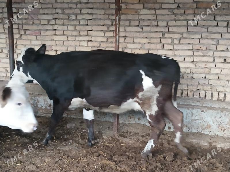 smental - Türkmenabat - img 2