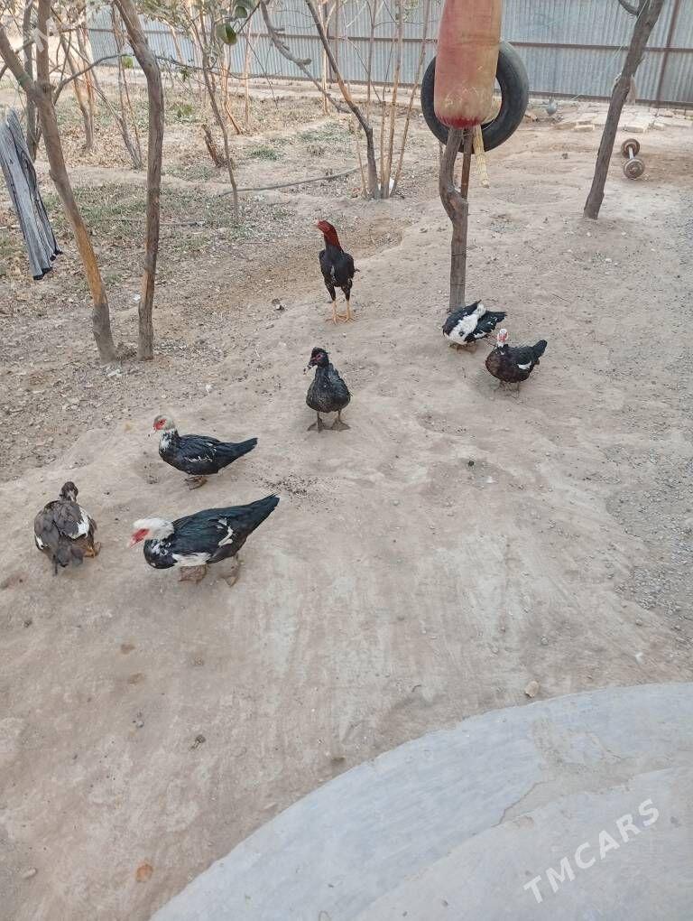 ördök induwutga etiŝen - Mary - img 3