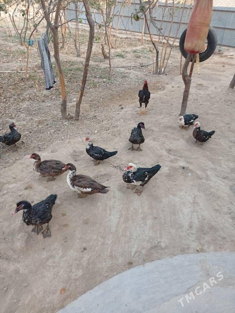 ördök induwutga etiŝen - Mary - img 4