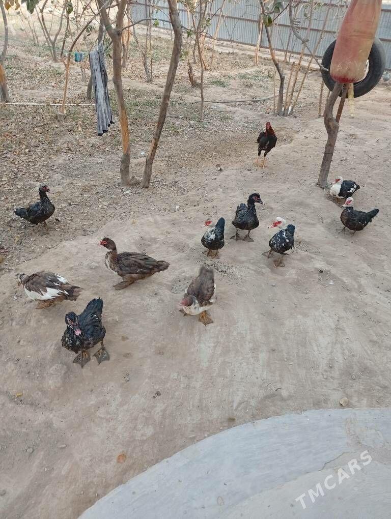 ördök induwutga etiŝen - Mary - img 6