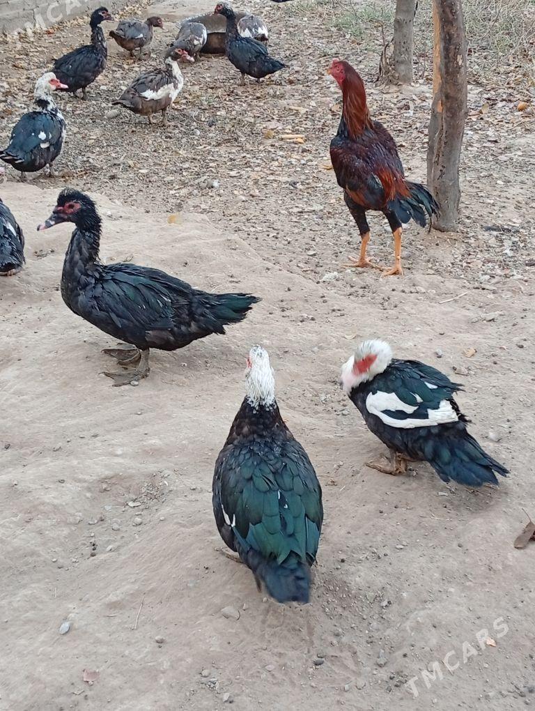 ördök induwutga etiŝen - Mary - img 2