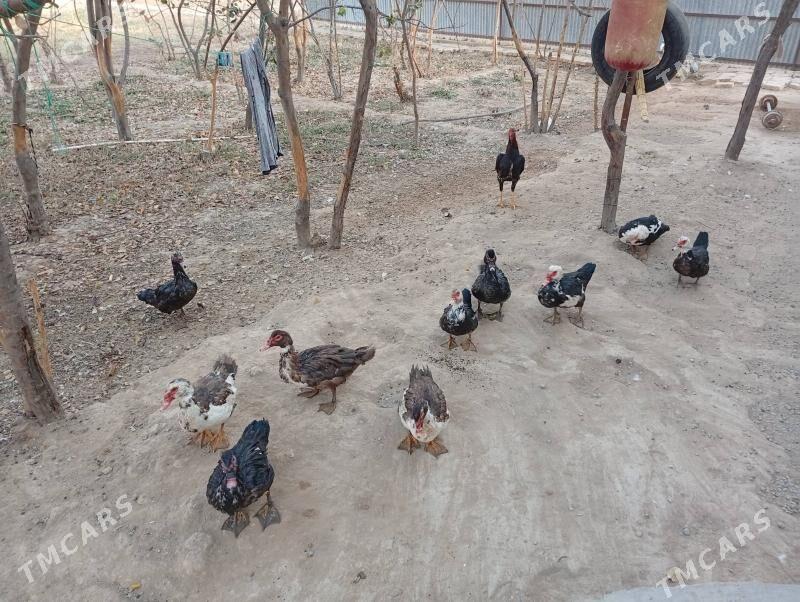 ördök induwutga etiŝen - Mary - img 5