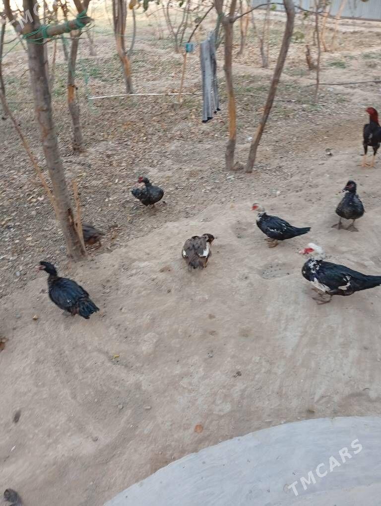 ördök induwutga etiŝen - Mary - img 7