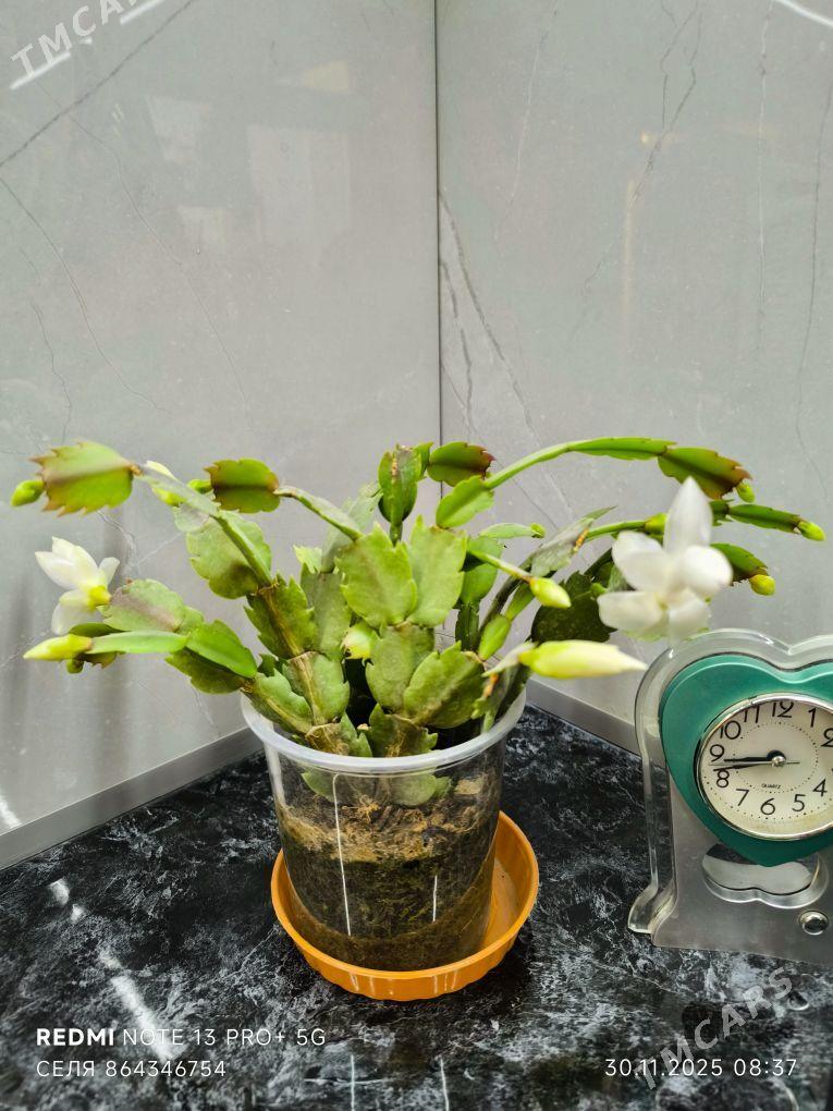 Декабрист - Мары - img 2